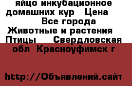 яйцо инкубационное домашних кур › Цена ­ 25 - Все города Животные и растения » Птицы   . Свердловская обл.,Красноуфимск г.